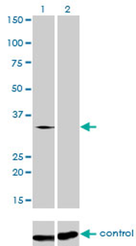 SFRS10 monoclonal antibody (M01), clone 7A1