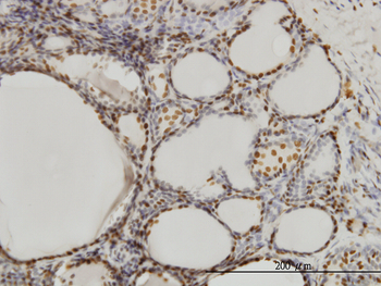 SFPQ monoclonal antibody (M02), clone 6D7