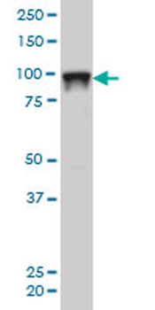 SFPQ monoclonal antibody (M02), clone 6D7