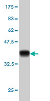 SFPQ monoclonal antibody (M02), clone 6D7