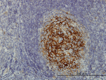 SDCBP monoclonal antibody (M01), clone 2C12
