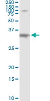 SDCBP monoclonal antibody (M01), clone 2C12