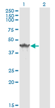 SDCBP monoclonal antibody (M01), clone 2C12