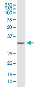 SDCBP purified MaxPab mouse polyclonal antibody (B01P)