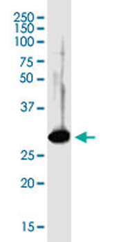 SDCBP purified MaxPab mouse polyclonal antibody (B01P)
