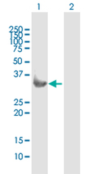 SDCBP purified MaxPab mouse polyclonal antibody (B01P)