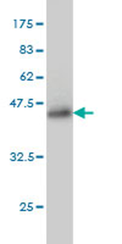 S100A13 monoclonal antibody (M01), clone 3A7