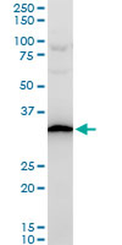 RPS3A polyclonal antibody (A01)