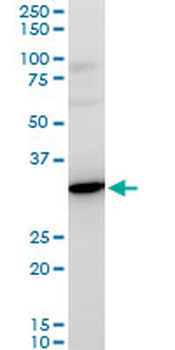 RPS3A polyclonal antibody (A01)