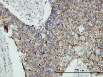 MRPL12 monoclonal antibody (M01), clone 3B12-1A3