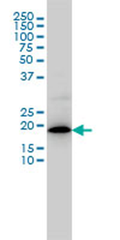 MRPL12 monoclonal antibody (M01), clone 3B12-1A3
