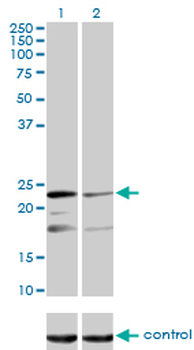 MRPL12 monoclonal antibody (M01), clone 3B12-1A3