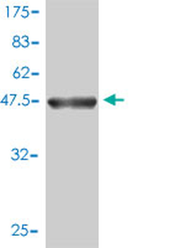 MRPL12 monoclonal antibody (M01), clone 3B12-1A3