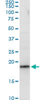 RPL29 purified MaxPab mouse polyclonal antibody (B01P)