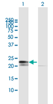 RPL29 purified MaxPab mouse polyclonal antibody (B01P)