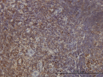 RPL9 monoclonal antibody (M01), clone 2F11