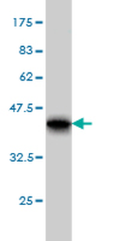RPL4 monoclonal antibody (M01), clone 4A3