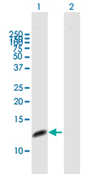 RPA3 purified MaxPab mouse polyclonal antibody (B01P)