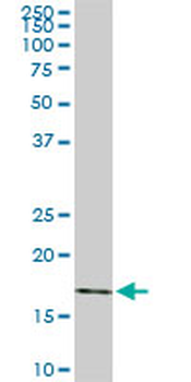 RHEB monoclonal antibody (M01), clone 2C11