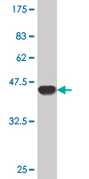 RHEB monoclonal antibody (M01), clone 2C11