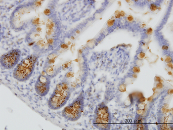 RBP4 monoclonal antibody (M07), clone 3D12