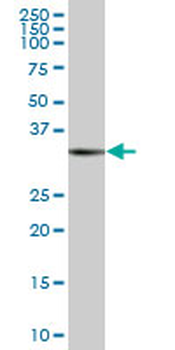 RAD51 MaxPab mouse polyclonal antibody (B01)