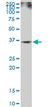 RAD51 MaxPab mouse polyclonal antibody (B01)