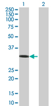 RAD51 MaxPab mouse polyclonal antibody (B01)