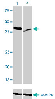 RAD23A monoclonal antibody (M01), clone 3C12