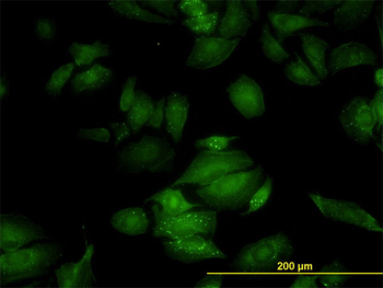 RGL2 monoclonal antibody (M02), clone 4D10