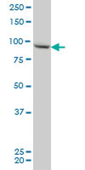 RGL2 monoclonal antibody (M02), clone 4D10