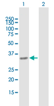 PYCR1 purified MaxPab mouse polyclonal antibody (B01P)