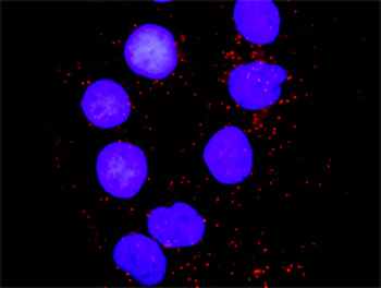 PXN purified MaxPab rabbit polyclonal antibody (D01P)