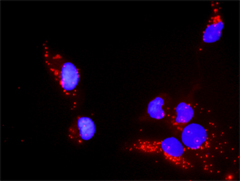 PXN purified MaxPab rabbit polyclonal antibody (D01P)