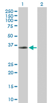 PXN purified MaxPab rabbit polyclonal antibody (D01P)