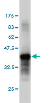 PTPRS monoclonal antibody (M01), clone 1H6