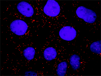 PTPN11 purified MaxPab mouse polyclonal antibody (B02P)