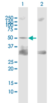 PTPN11 purified MaxPab mouse polyclonal antibody (B02P)