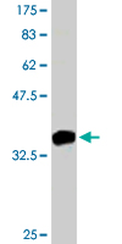PTK7 monoclonal antibody (M06), clone 4F5