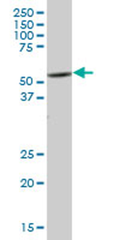 PTK6 purified MaxPab mouse polyclonal antibody (B01P)