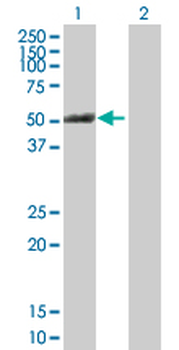 PTK6 purified MaxPab mouse polyclonal antibody (B01P)