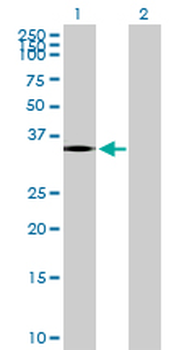 PTGDR purified MaxPab mouse polyclonal antibody (B01P)