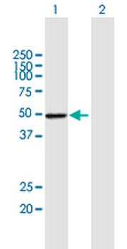 PSMD4 purified MaxPab mouse polyclonal antibody (B01P)