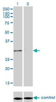 PSMA1 monoclonal antibody (M01), clone 1D9-1C7