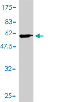 PSMA1 monoclonal antibody (M01), clone 1D9-1C7
