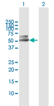 PSAP MaxPab rabbit polyclonal antibody (D01)