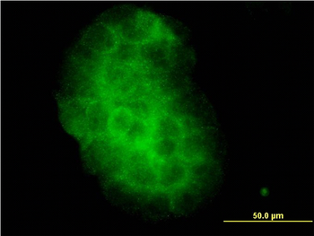 KLK10 monoclonal antibody (M01), clone 1G8