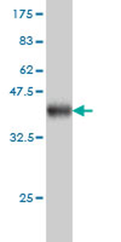 KLK10 monoclonal antibody (M01), clone 1G8