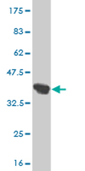 KLK6 monoclonal antibody (M01), clone 4A10