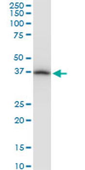 PRSS8 monoclonal antibody (M11A), clone 3C4
